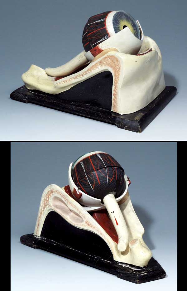 Anatomisches Modell.